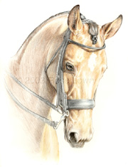Color pencil horse portrait